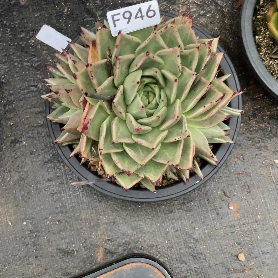 若如东云多肉单拍F946
