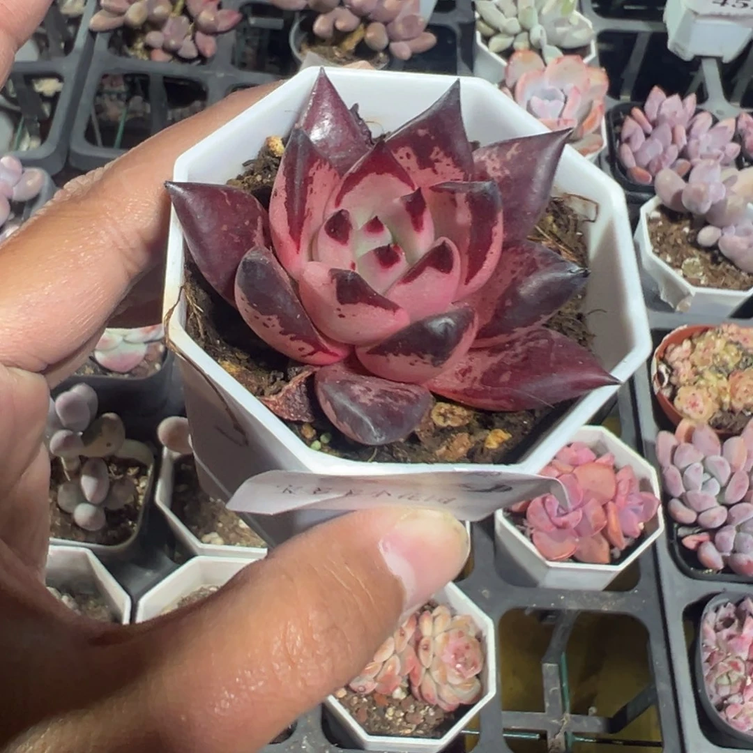 459号罗密欧一物一拍