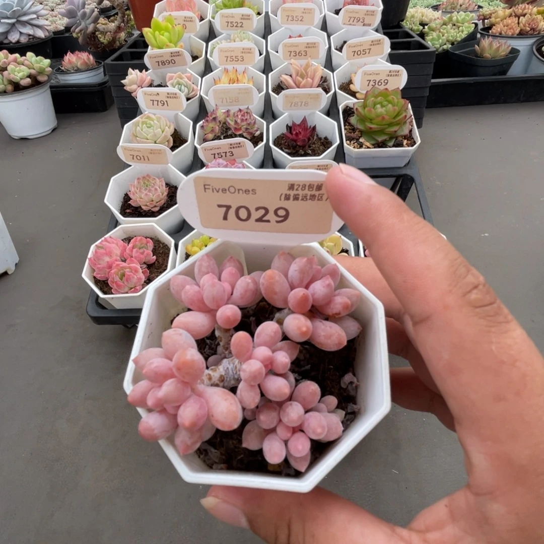 7029婴儿手指4.5厘米