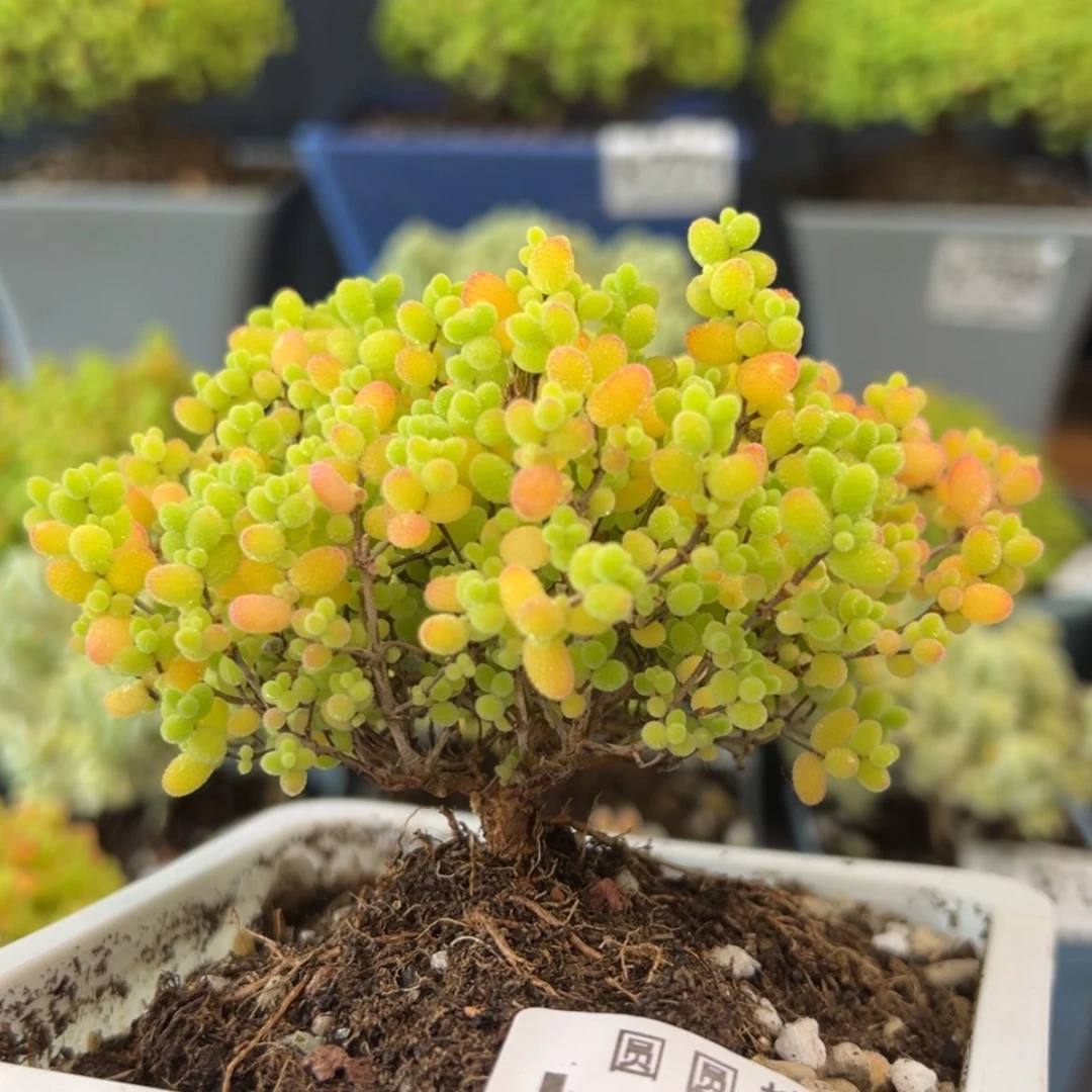【闪购商品】k788粗腿蜜橘糖球冠幅9cm