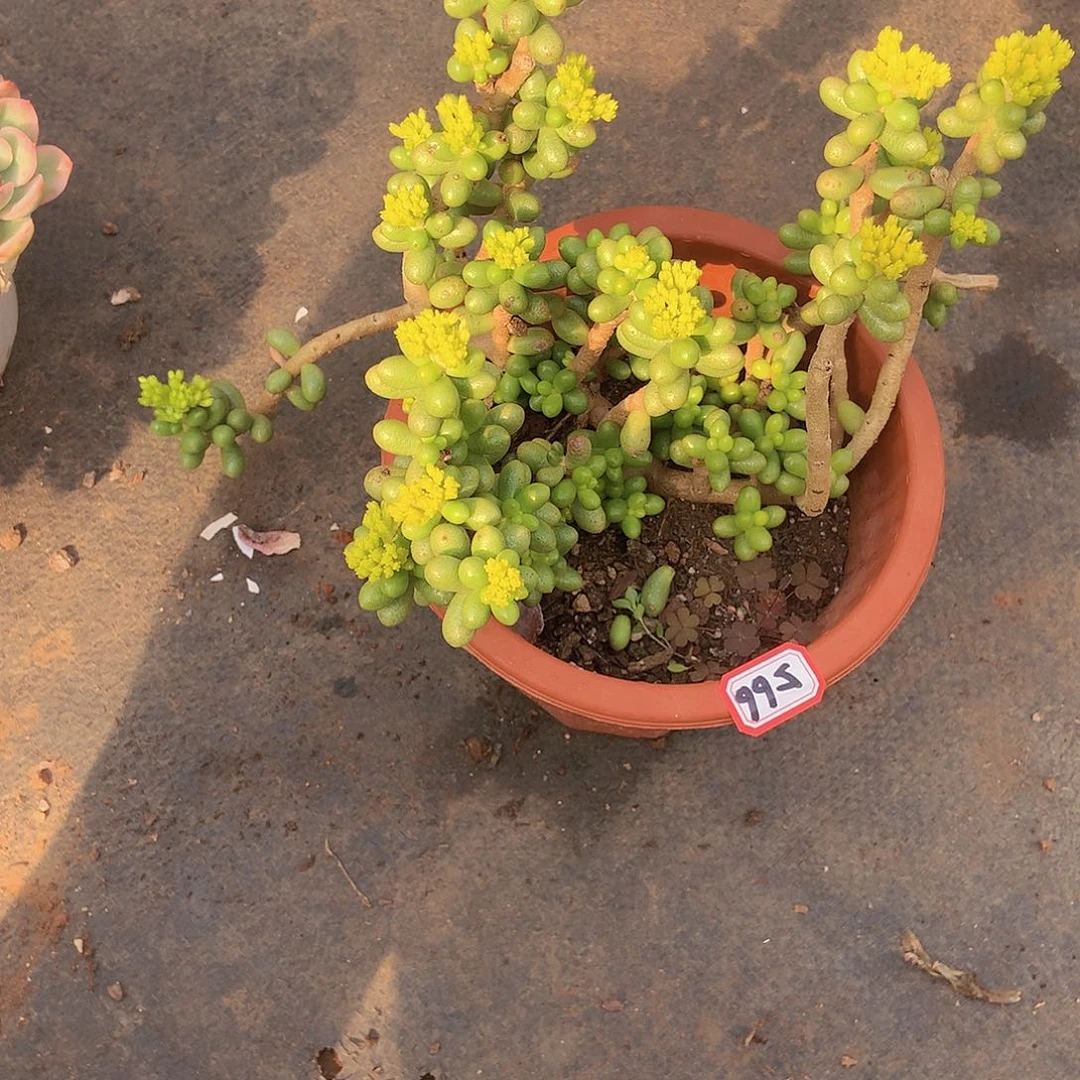 九号一物一拍多肉566绿龟