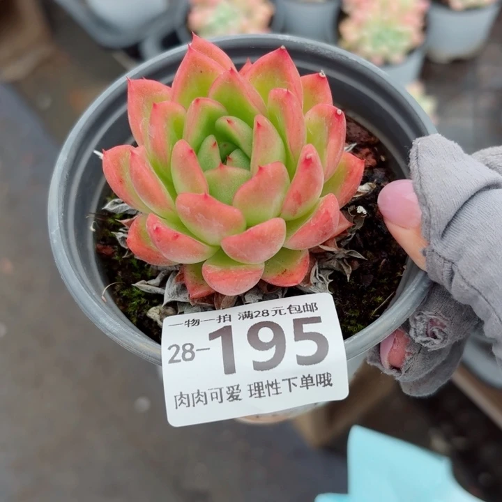 红酒东云无盆土发货多