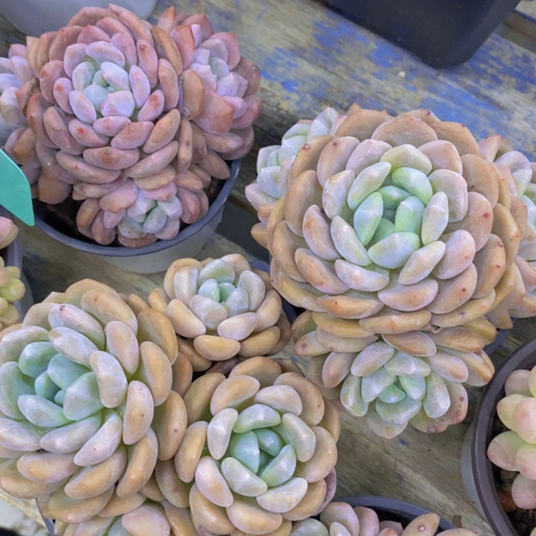 首播，开心多肉，福利