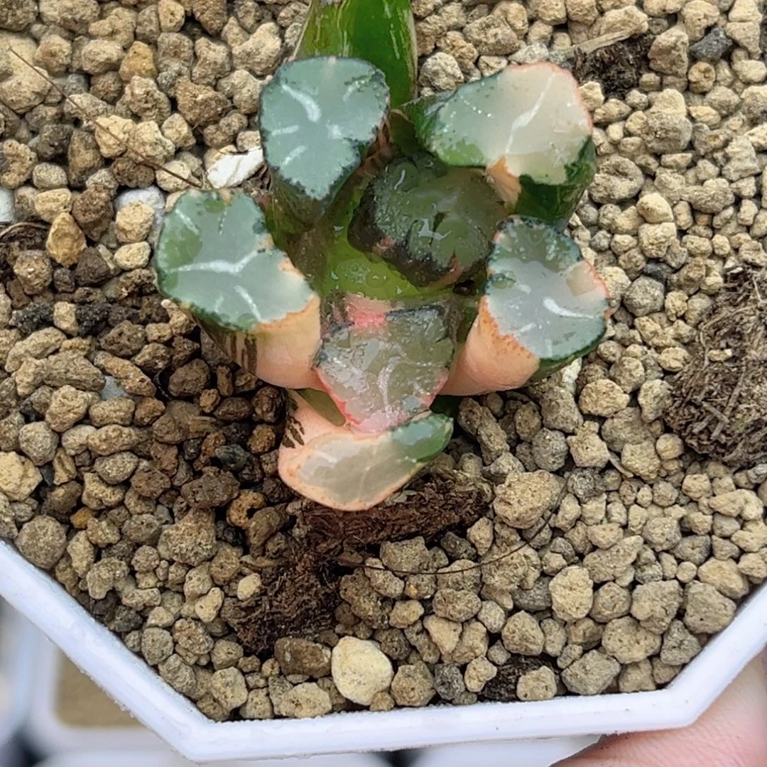 64蜘蛛之巢万象锦福利专场