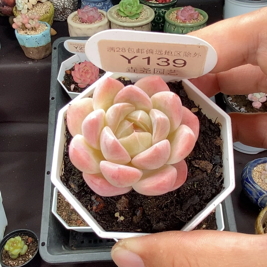0139 星星糖 4.5cm