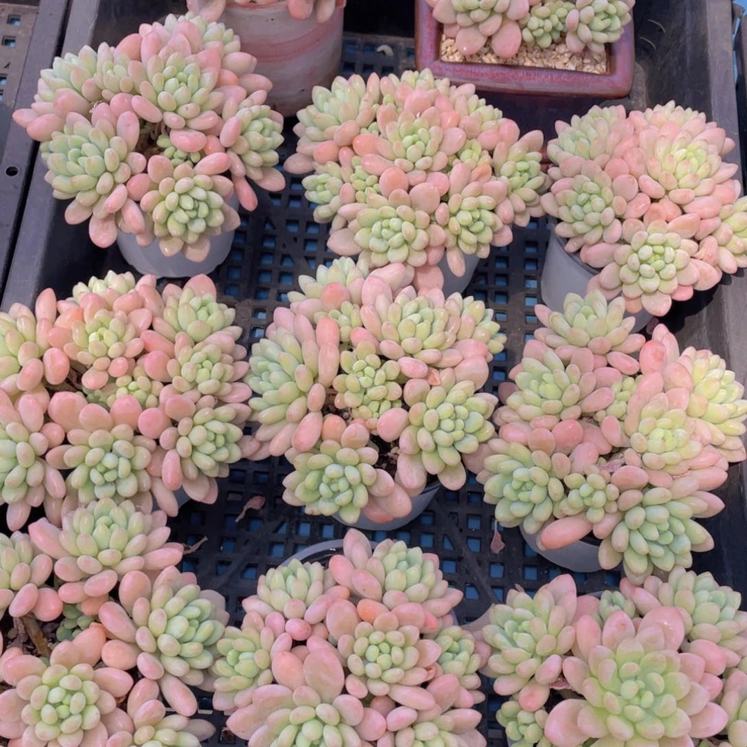 量拍26号 鱼子酱多头老桩手捧大群生一个