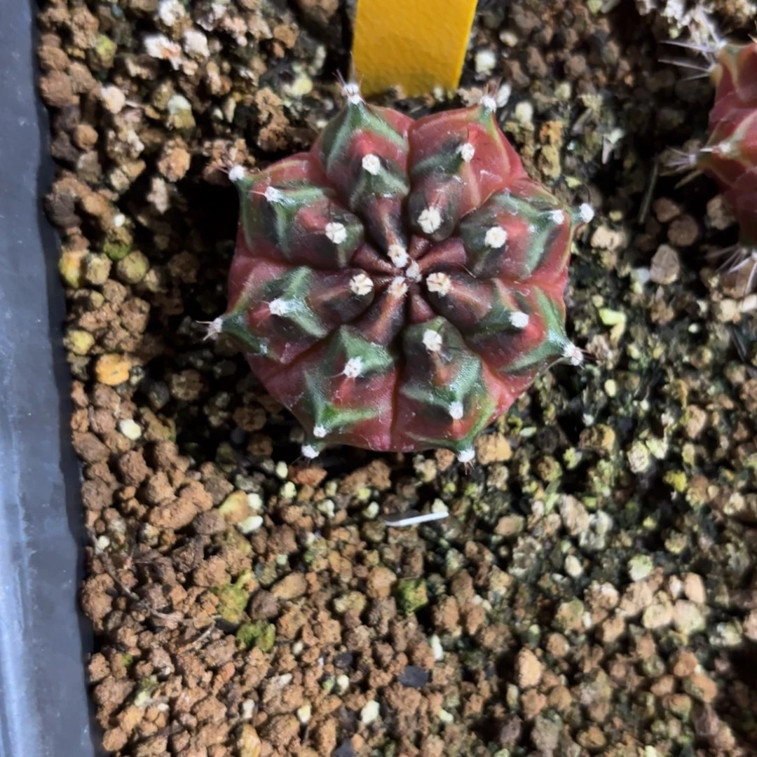 138-1227泰国发货多肉