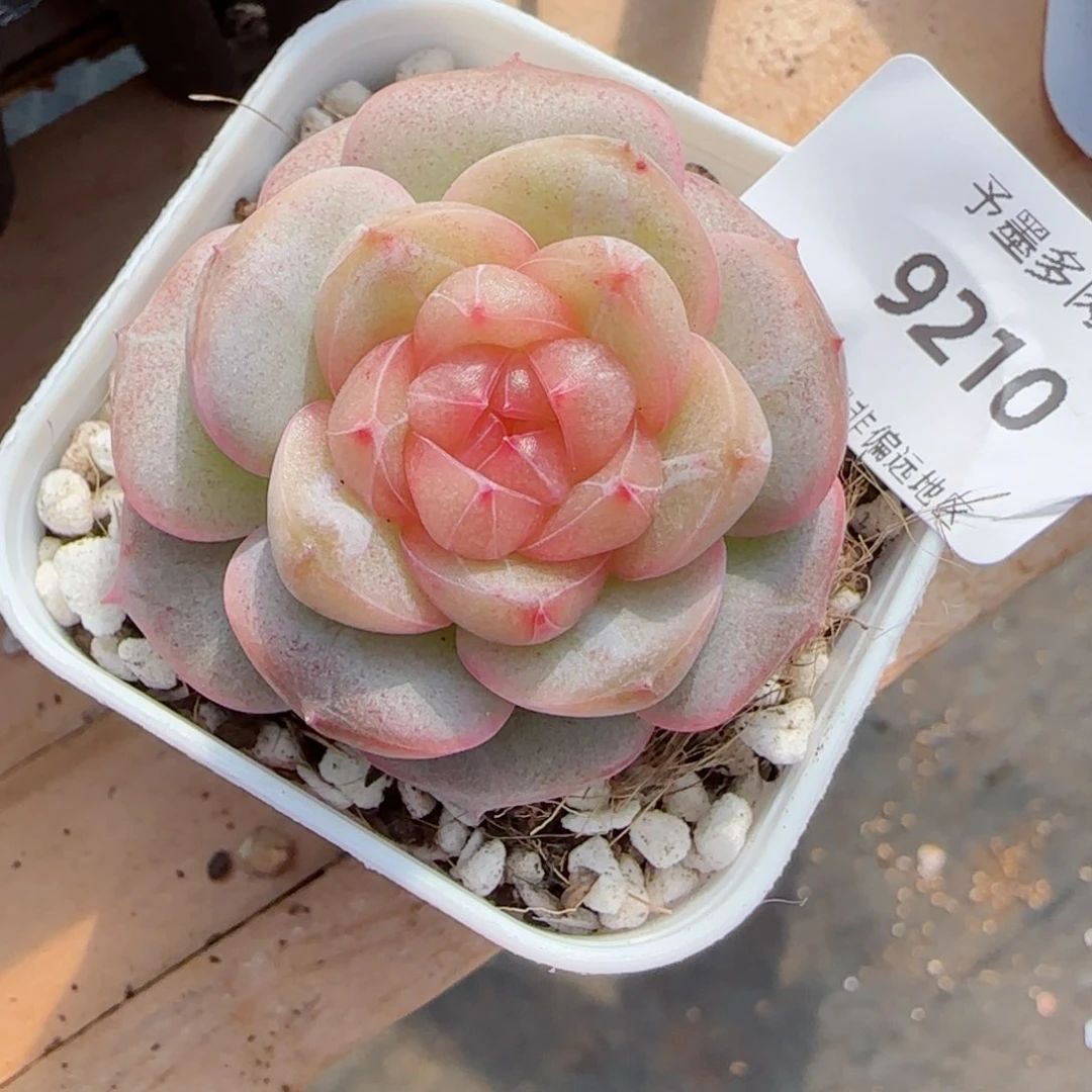 孤品，9210多肉植物