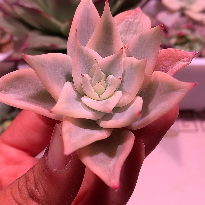 墨西哥巨人锦锦锦锦锦
