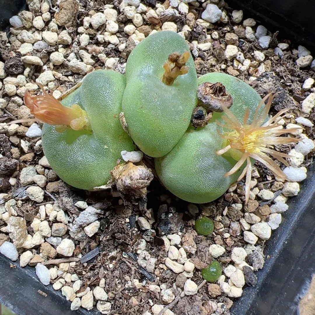 【闪购商品】104 水晶鞋