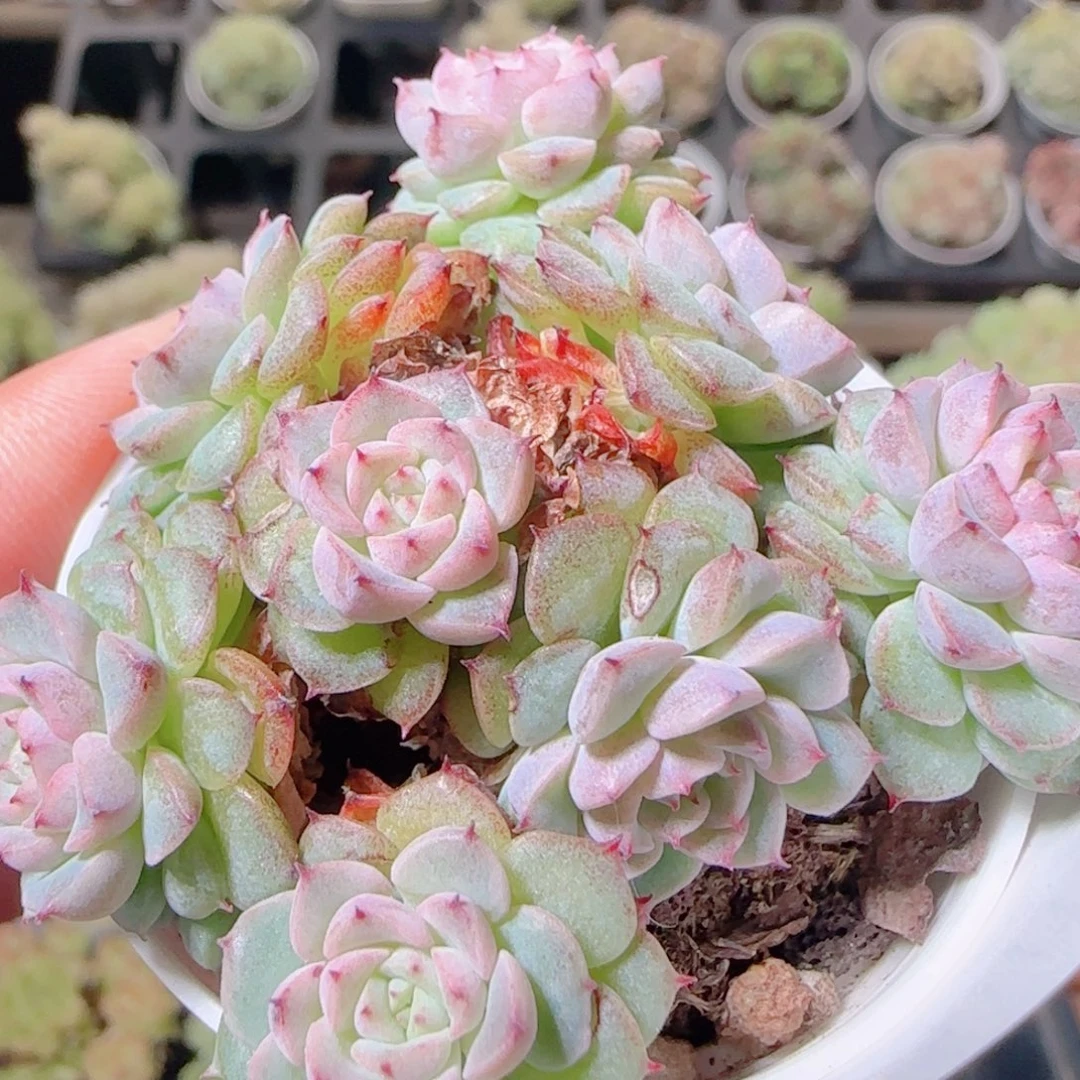 花语逸镜1110-302散