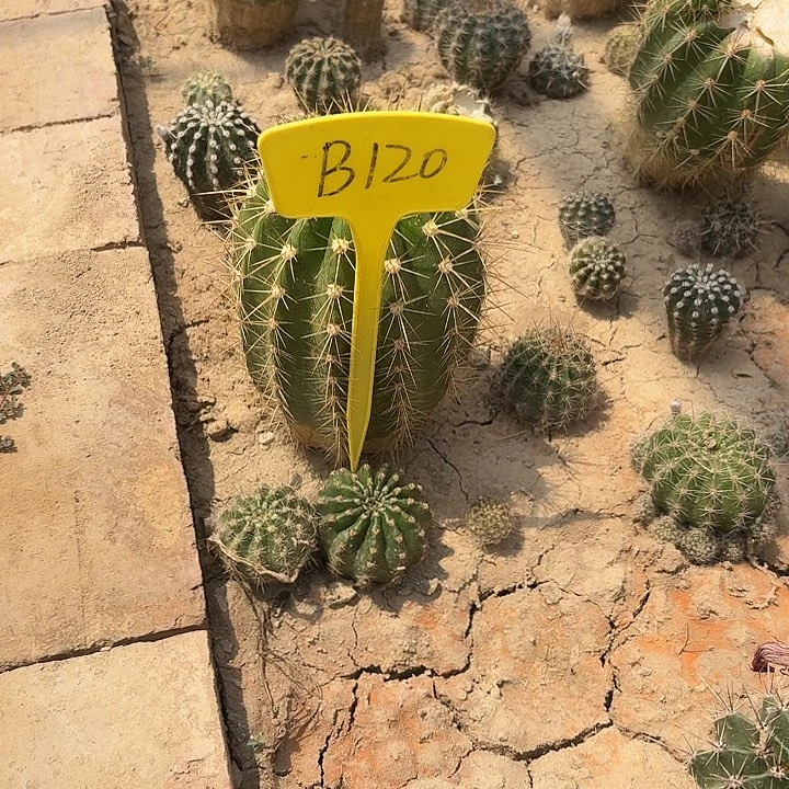 稳****jB120,清13号瑕疵歪头