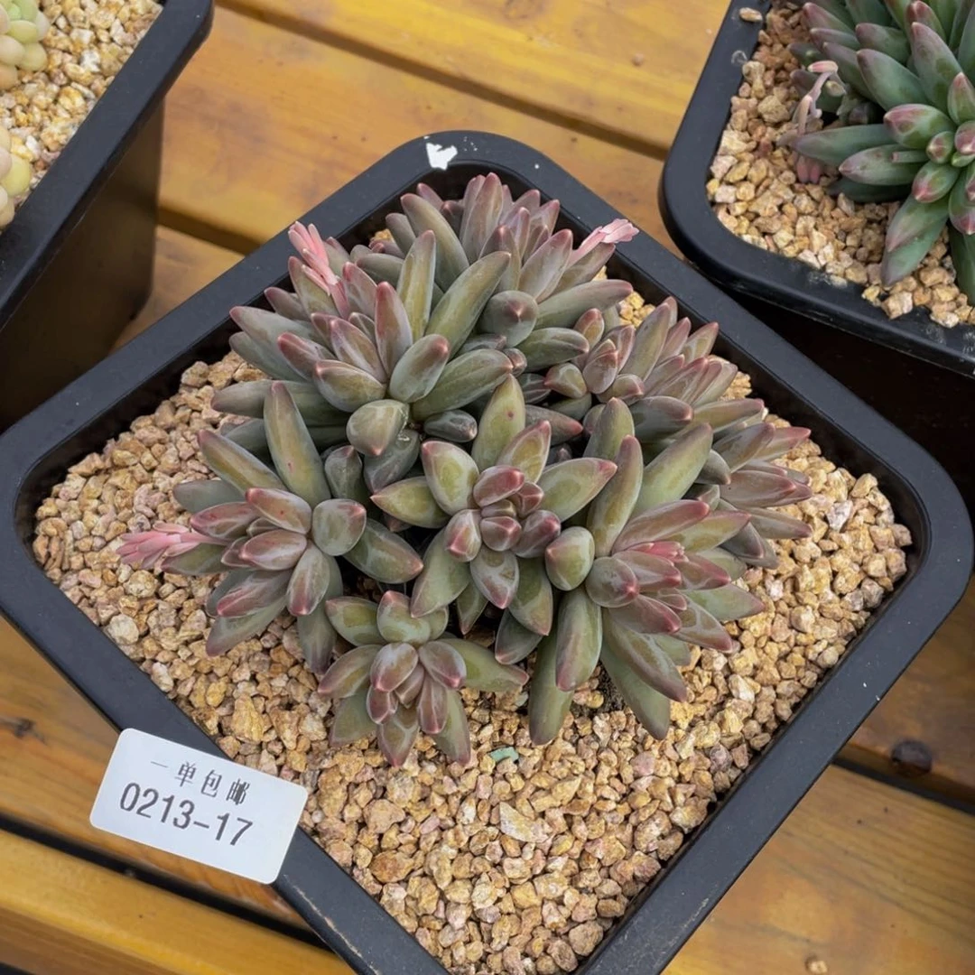 挺*✨0213-17-伊卡路斯。。。。。。。