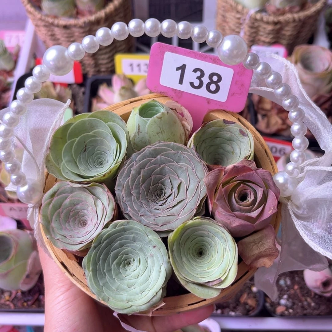 珍珠花篮一物一拍138 8颗带篮