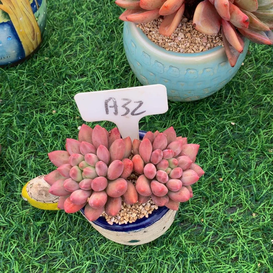 荣***嬷水晶球多肉植物73737373