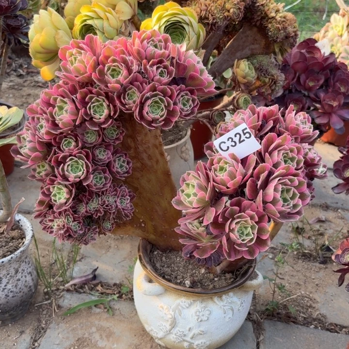 粉女巫砍头朵朵多肉325不售后