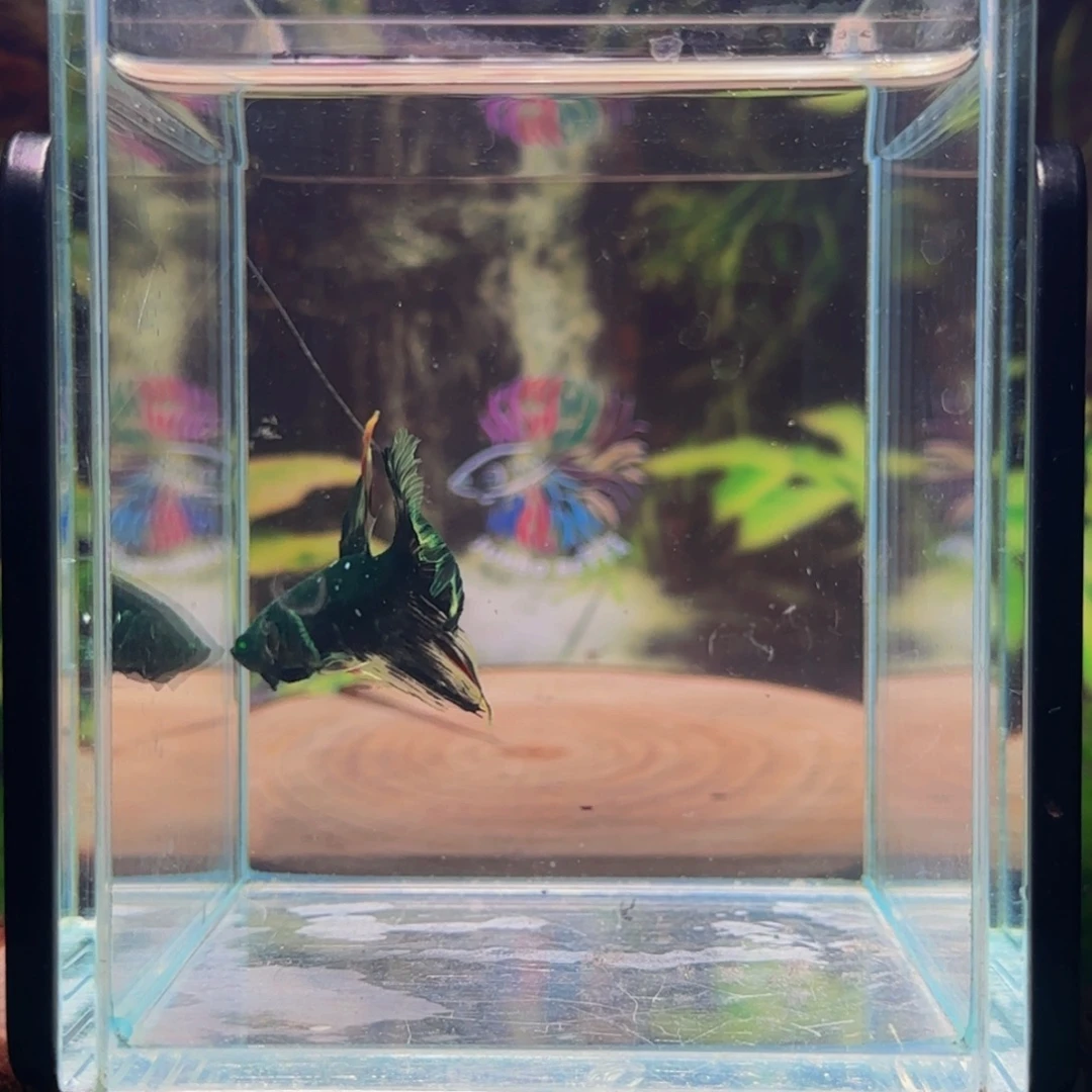 海水鱼正统绿魔半月粉尘