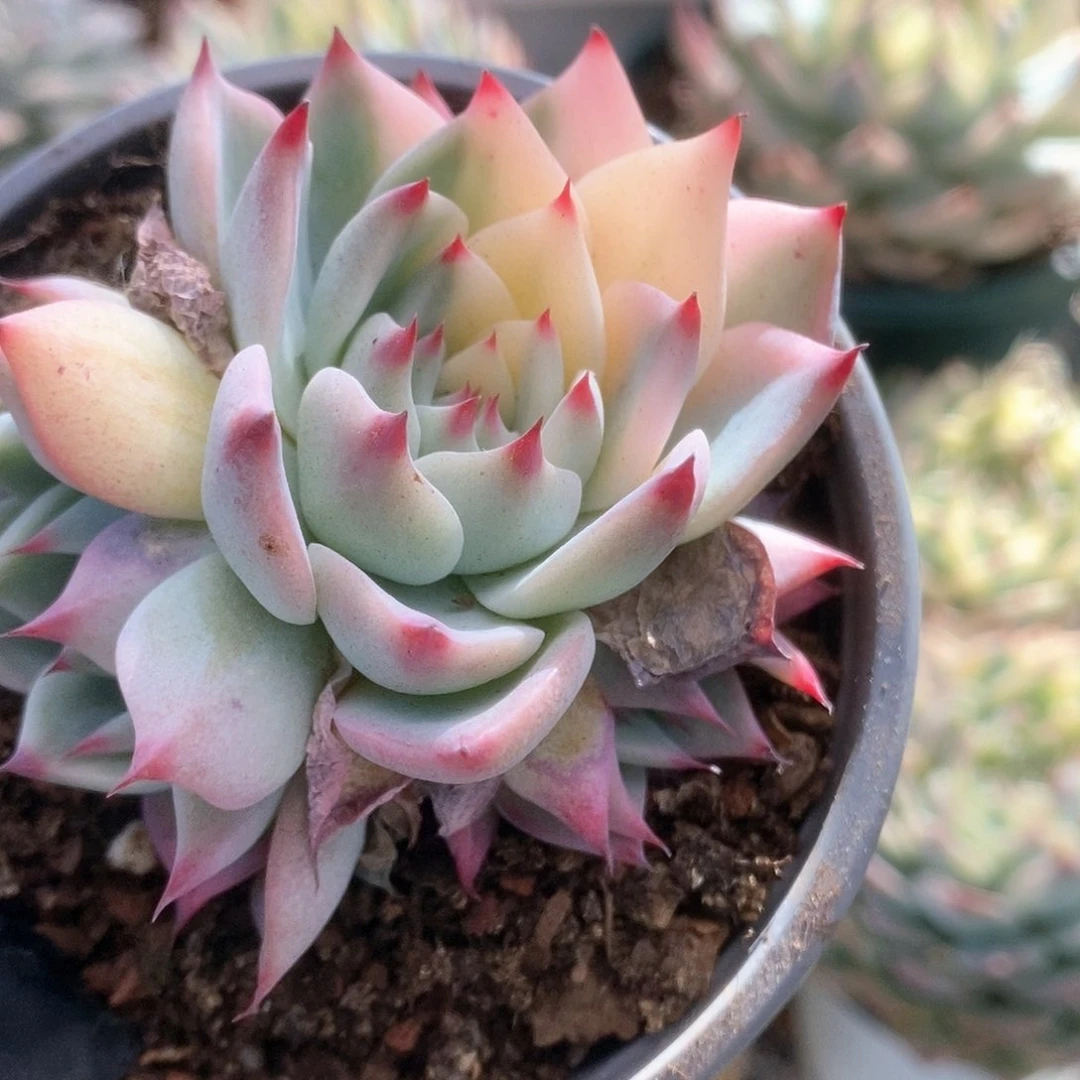 085锦锦锦锦锦锦锦锦