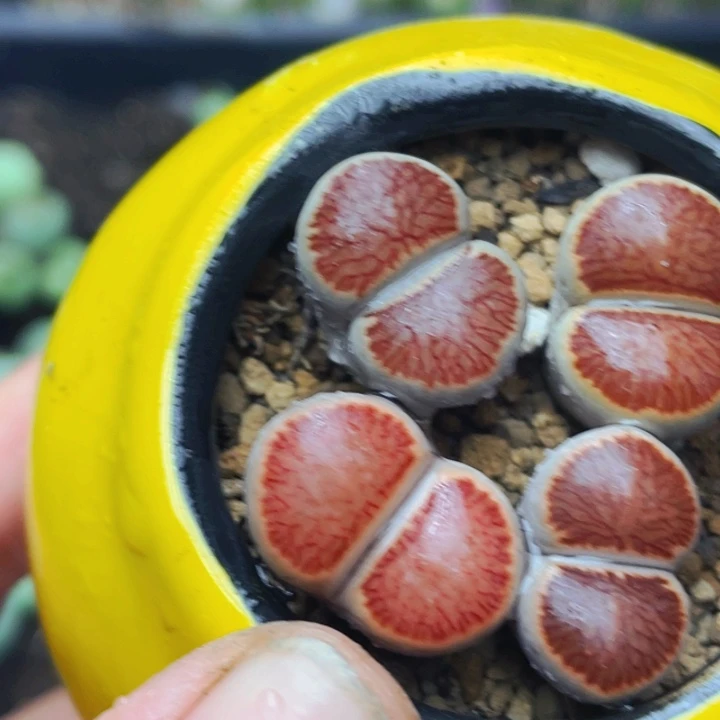 406岛田丝绒菊带盆