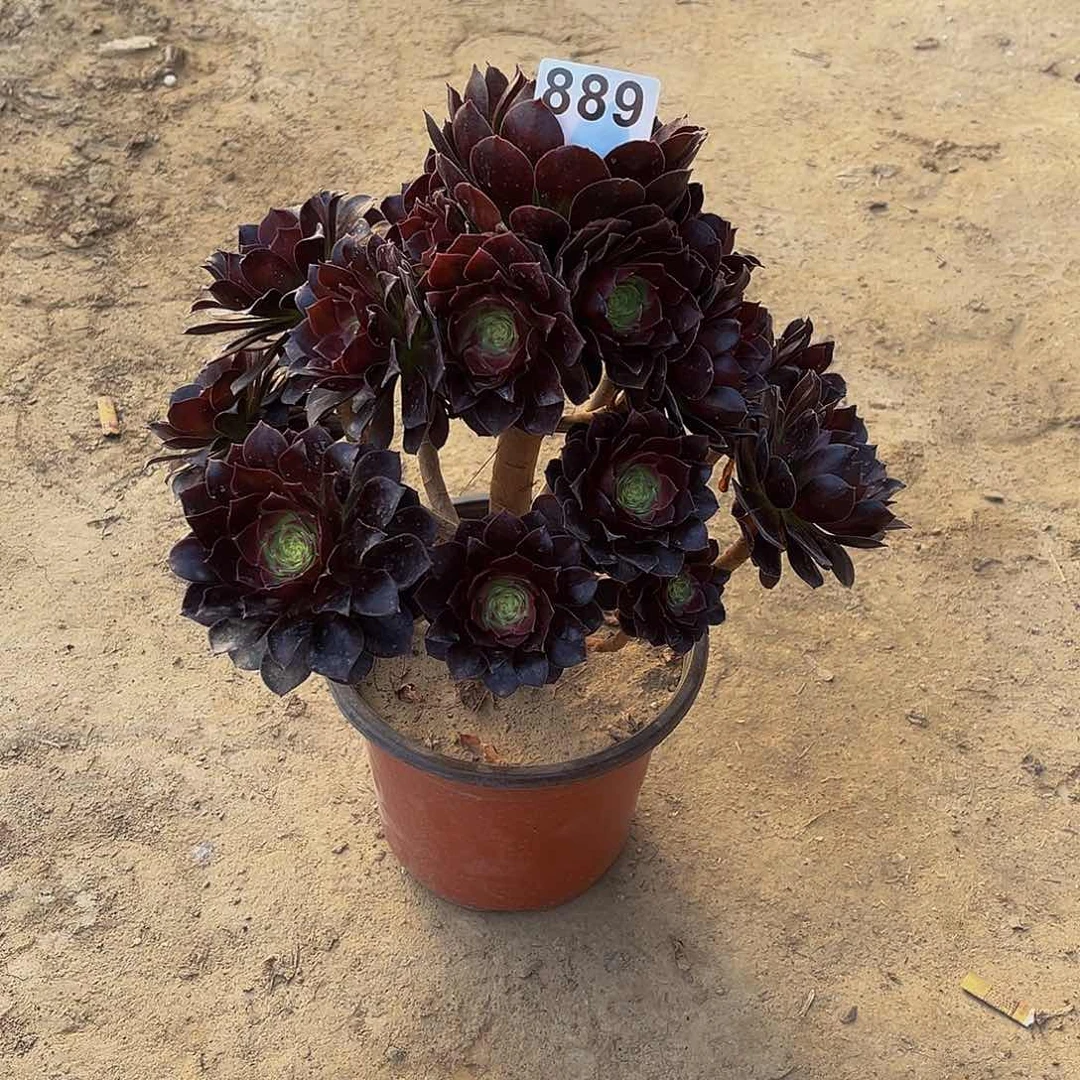 雕****村多肉植物一物一拍889