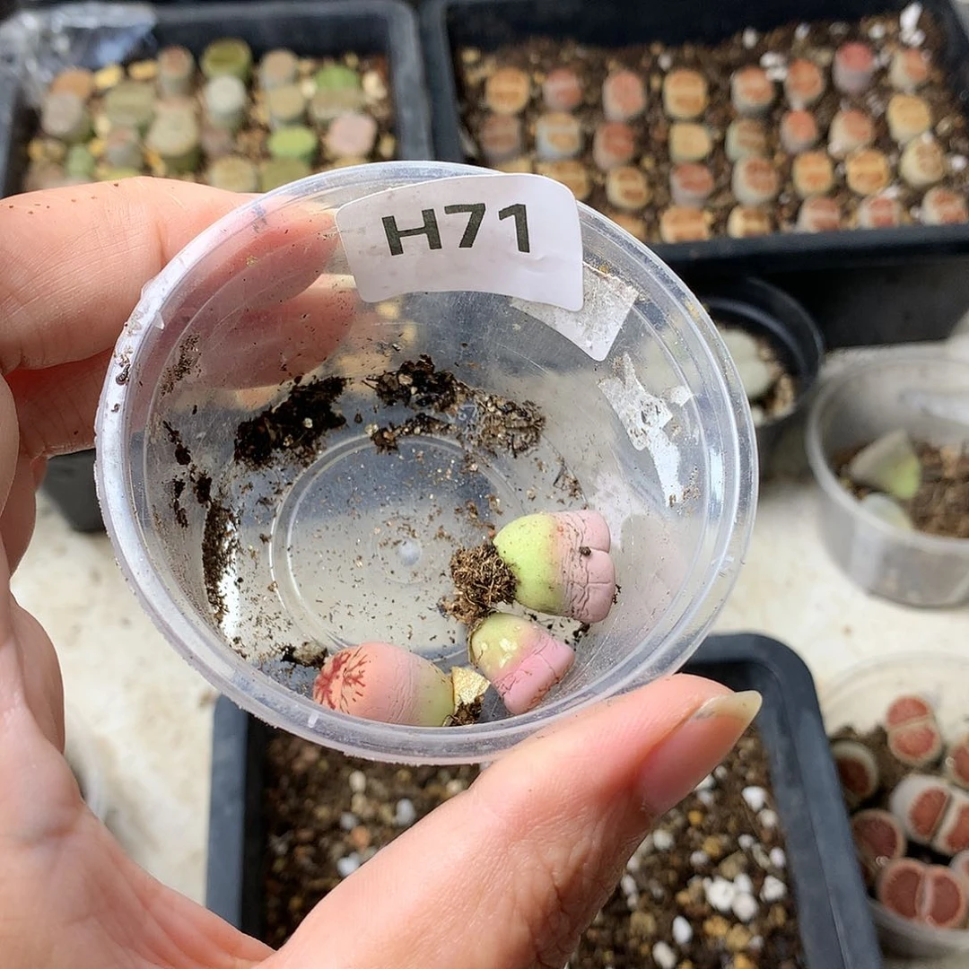 哇*哒H71多肉植物保护研究所