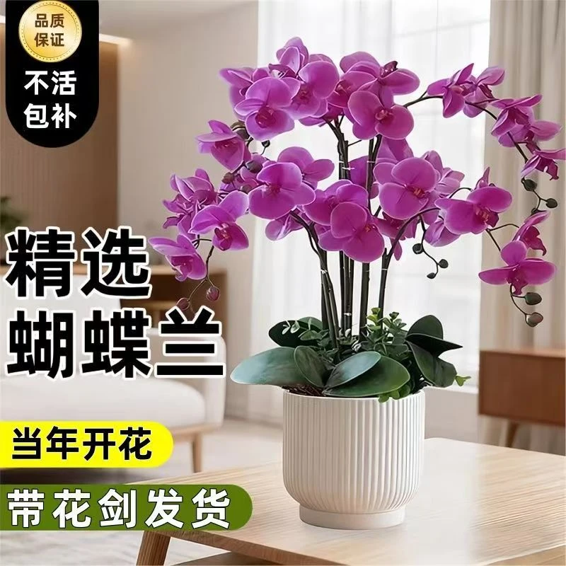 精品蝴蝶兰盆栽大苗带花剑四季开花秋冬耐寒年宵鲜花室内花卉绿植