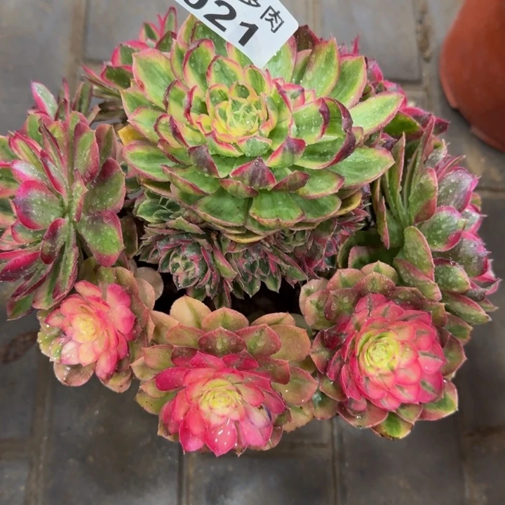 S***儿西施福利021肉肉