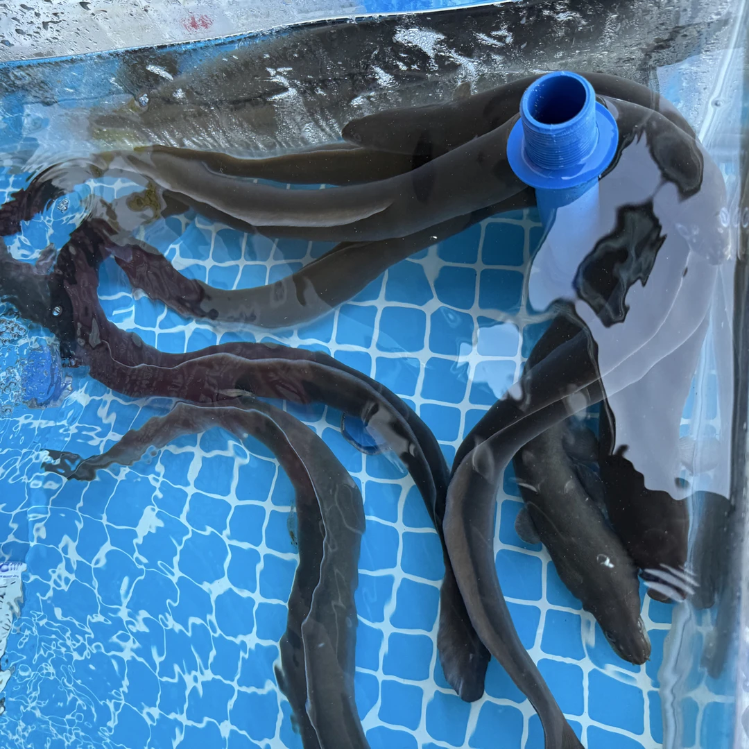 青鳝 水鳗 4.8元50g (每条1.5-2.5斤) 红烧,豆豉蒸