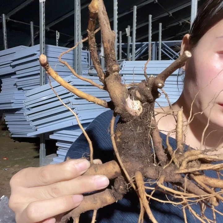 当前无花栽培后可以开花千禧年