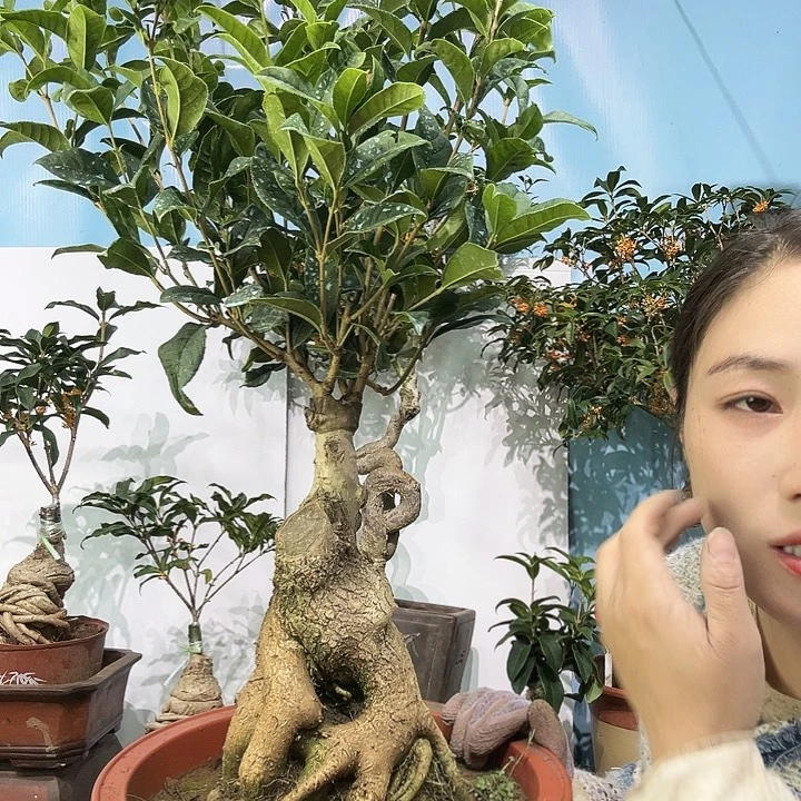 李***.大量花朵（建议范围：8朵-15朵 或40%以上）四季朱砂11111