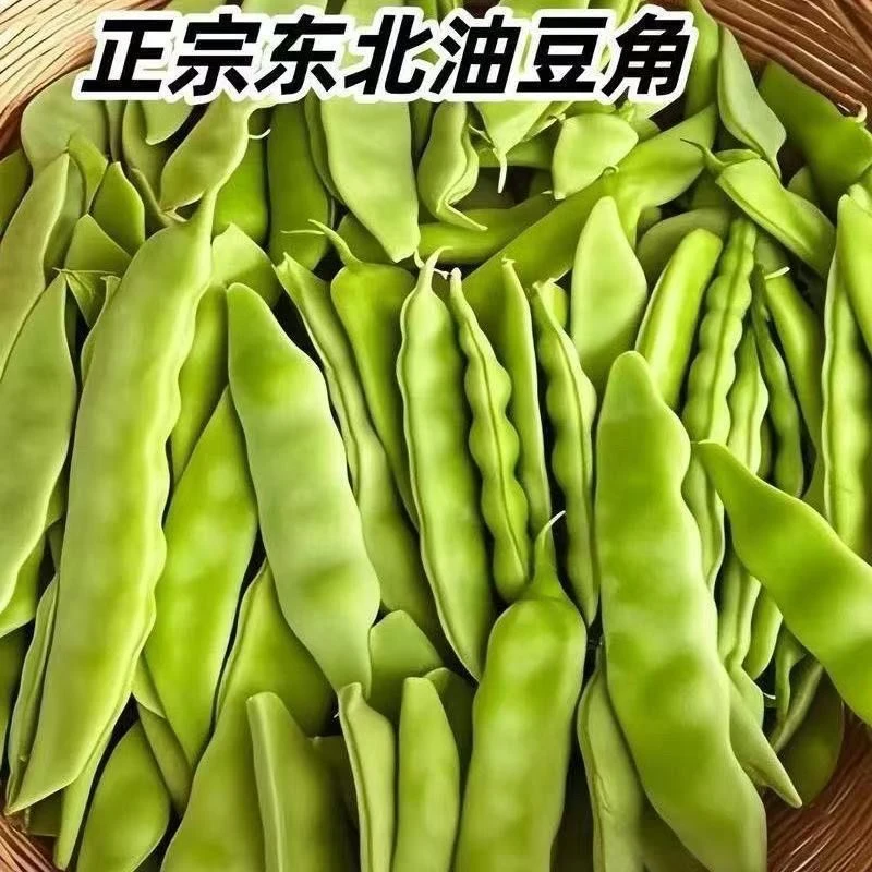 新鲜油豆角东北现摘农家应季蔬菜一点红云南种植嫩
