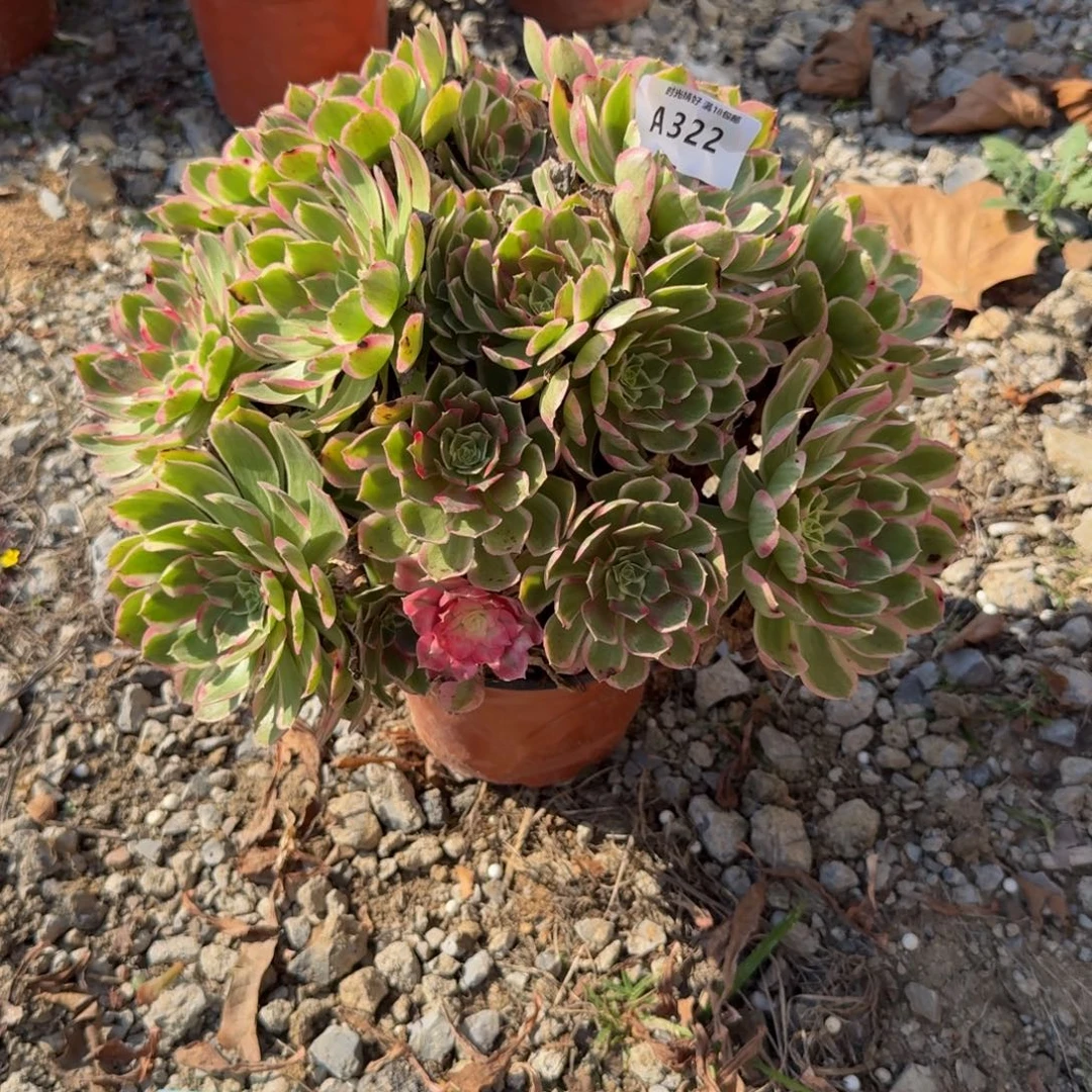 322孔雀翎 多肉植物