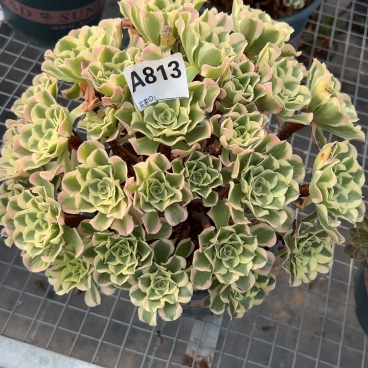 813白凤30厘米左右