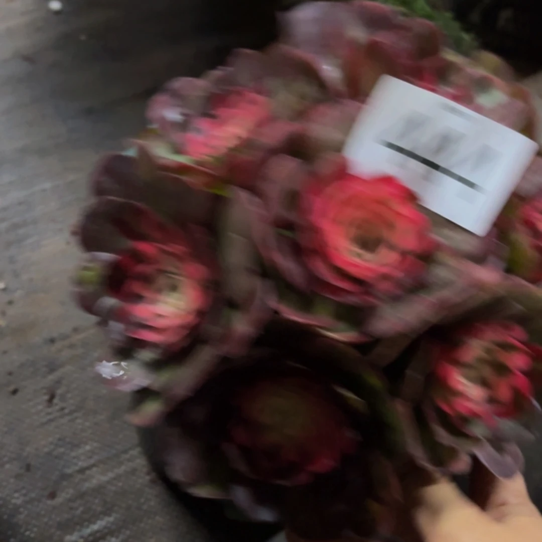 哈哈多肉葡萄福利444