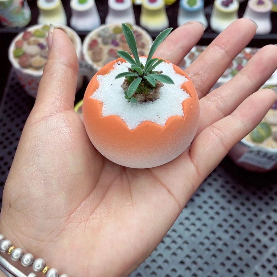 w5350 带盆土发货一物一拍