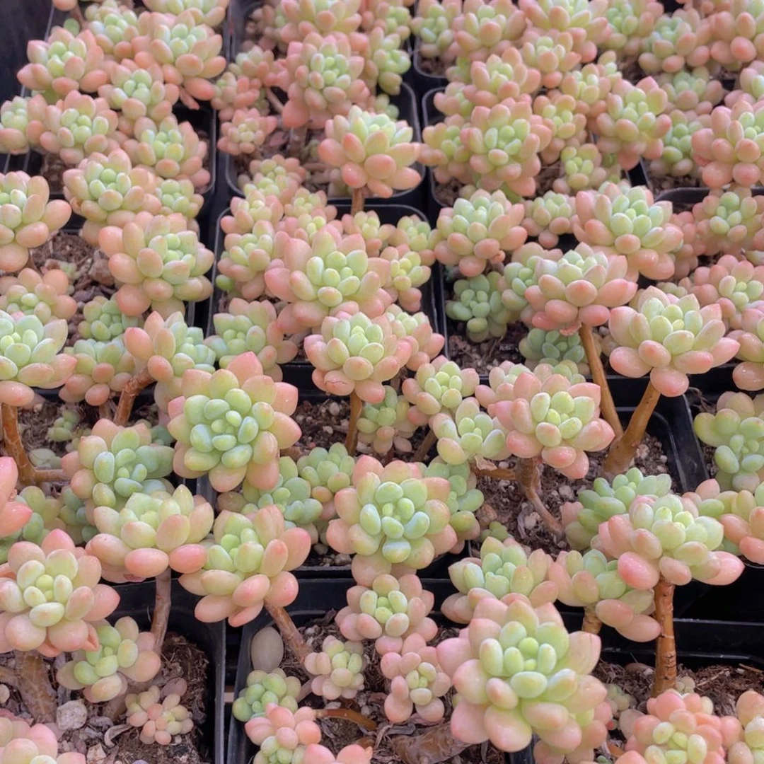 量拍3号 小仙女鱼子酱多头老桩群一个