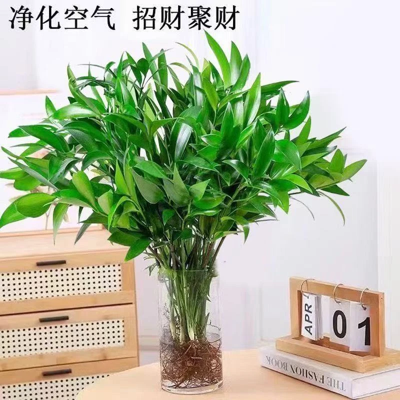 驱蚊竹柏室内水养绿植茶室水培花卉花卉盆栽驱蚊竹柏好养