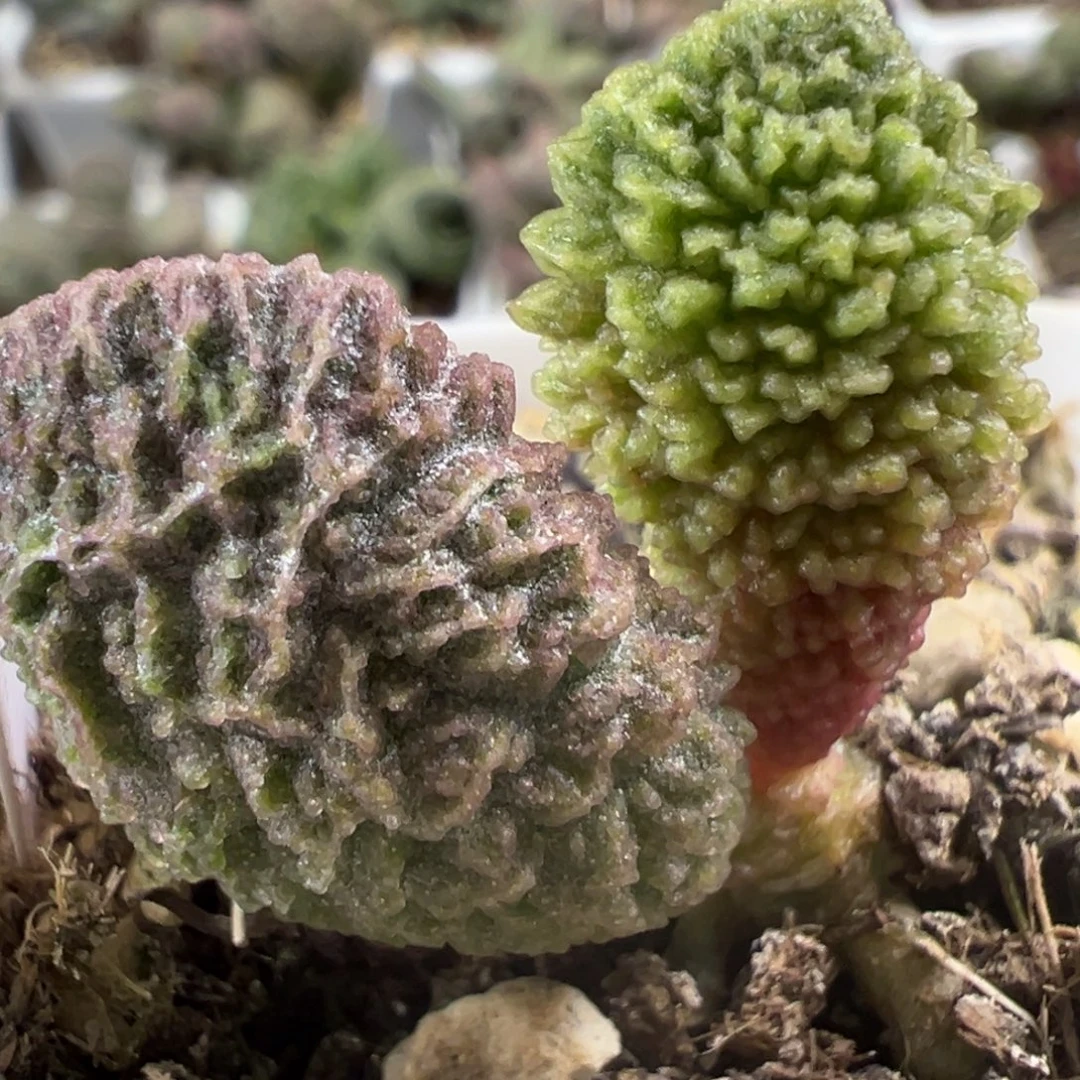 油质感实生新品多肉植物
