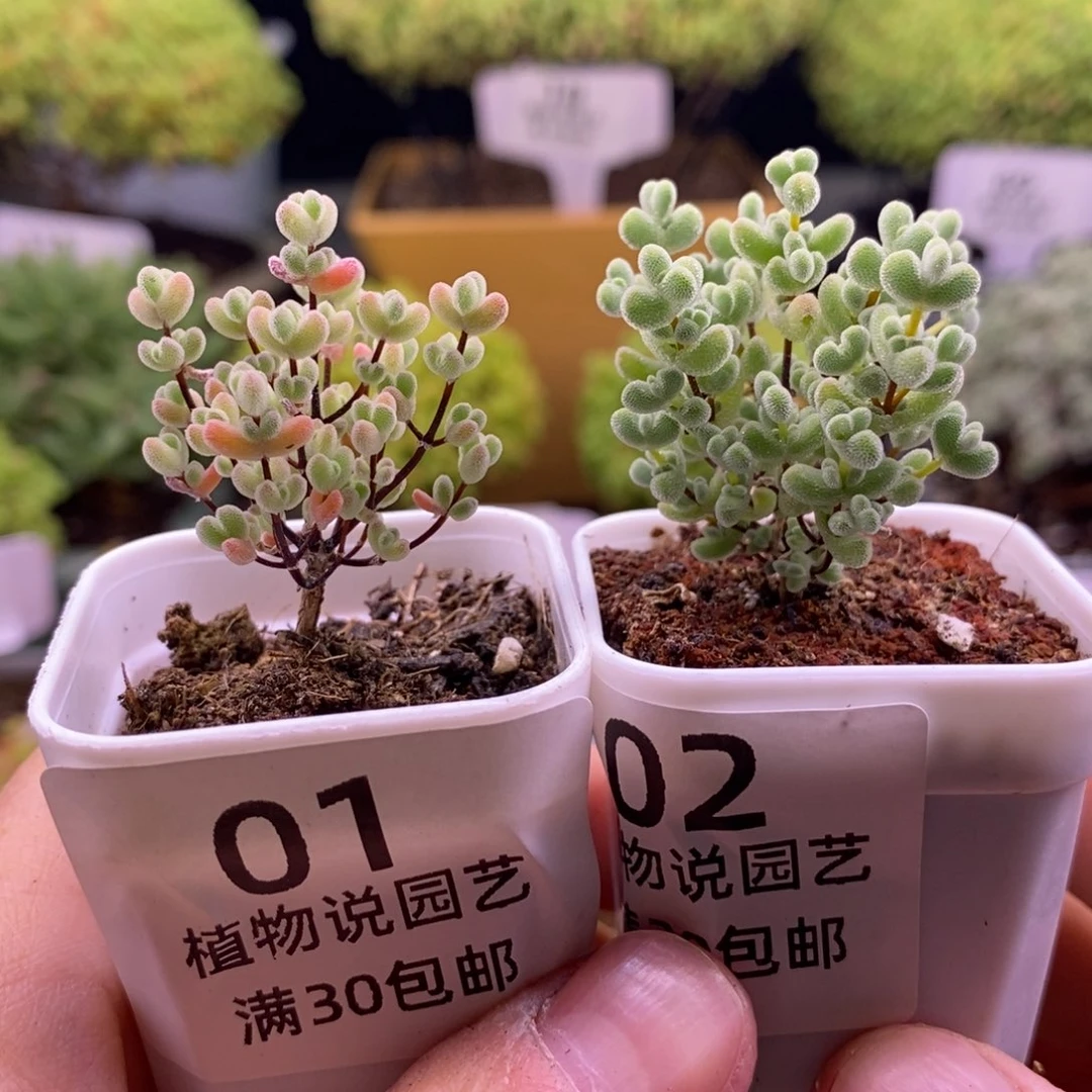小*子10莱斯两颗。