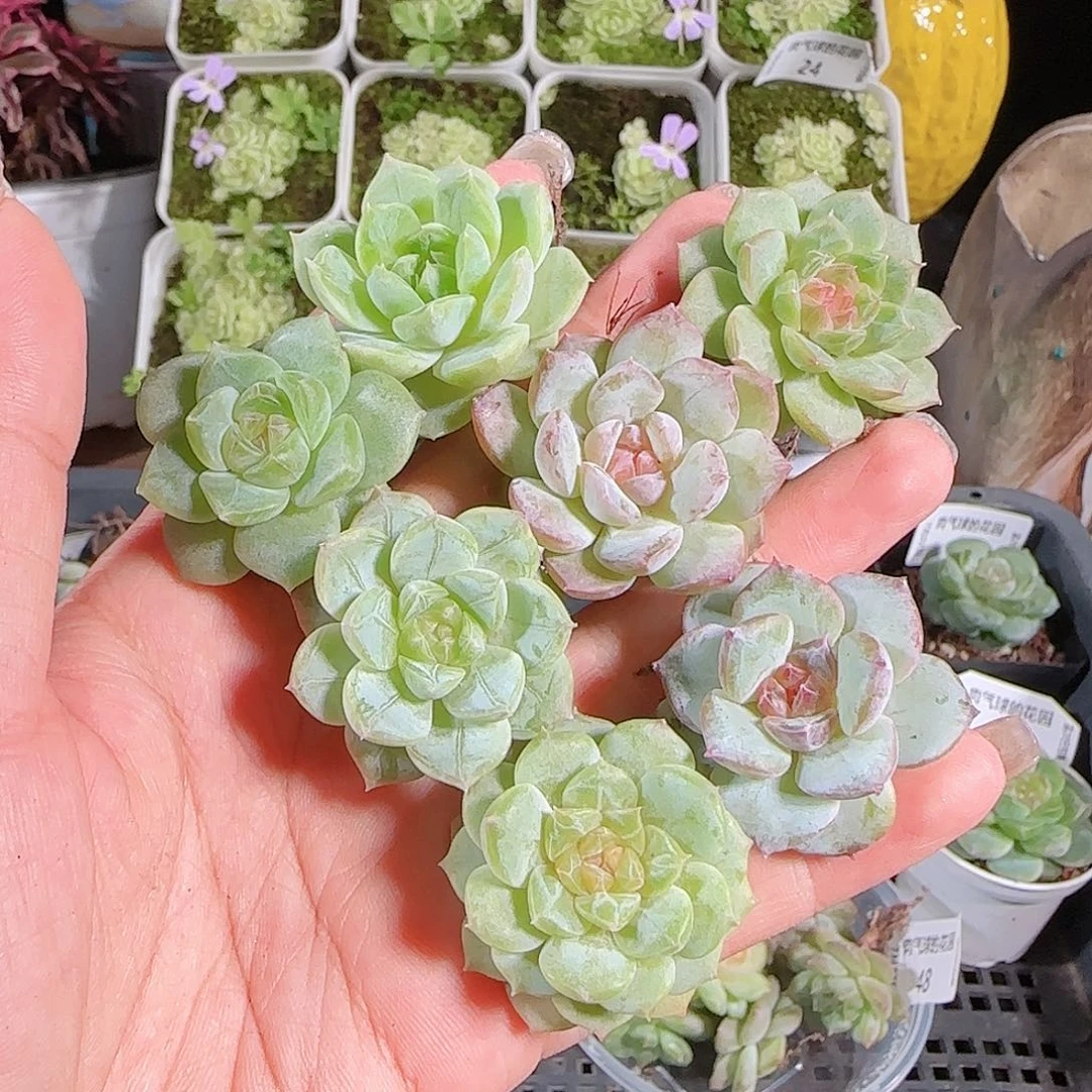 0722-:-52糖心珍妮