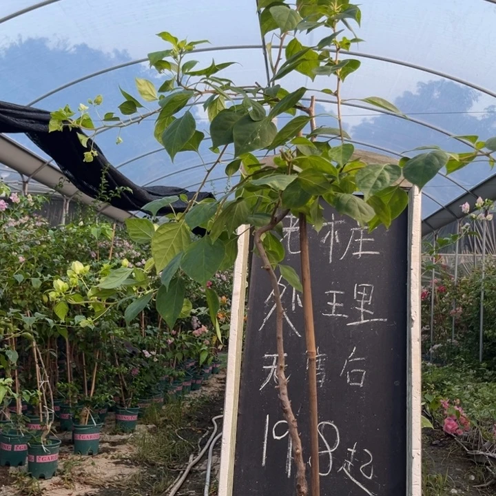 无花朵三角梅三角梅14