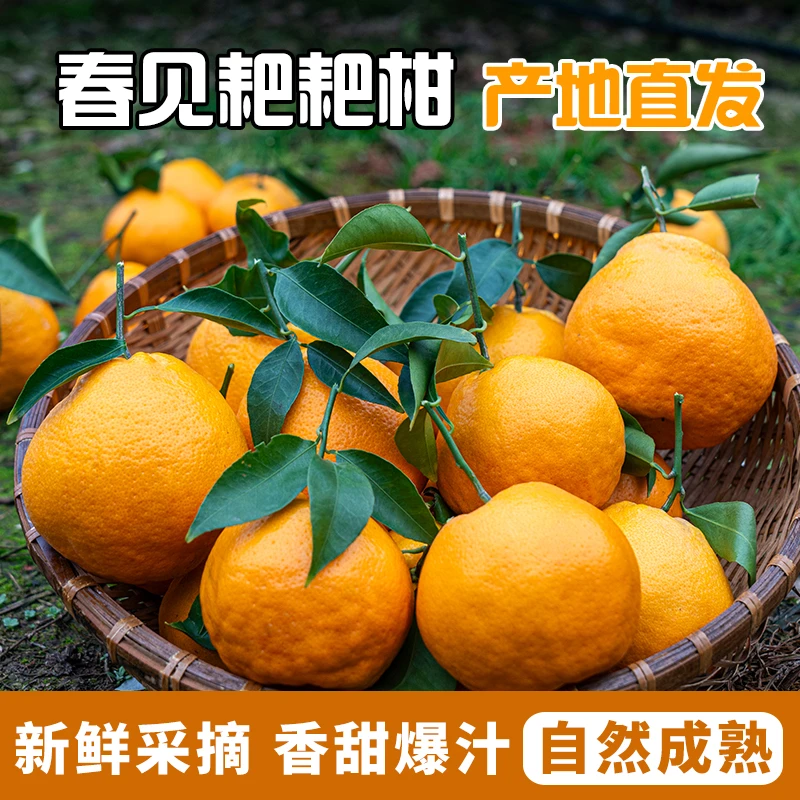 正宗四川春见粑粑柑开春必备秒替砂糖橘更大更甜新鲜采摘现摘现发