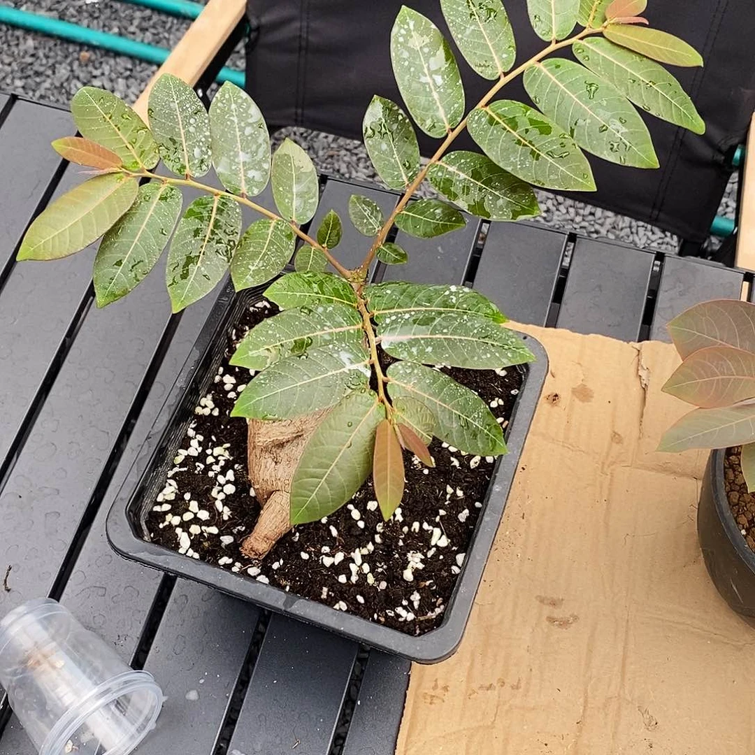 天****一物一拍奇异油柑不包叶损