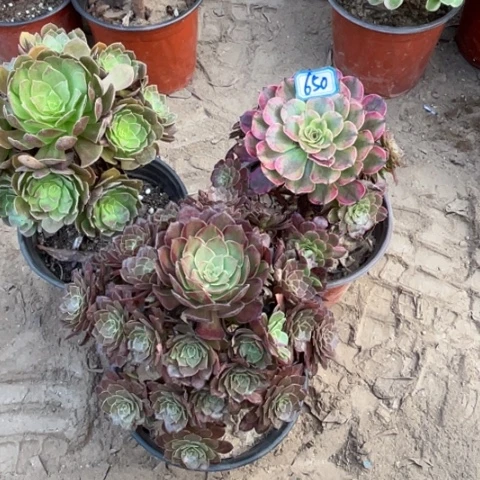650多肉植物组合，