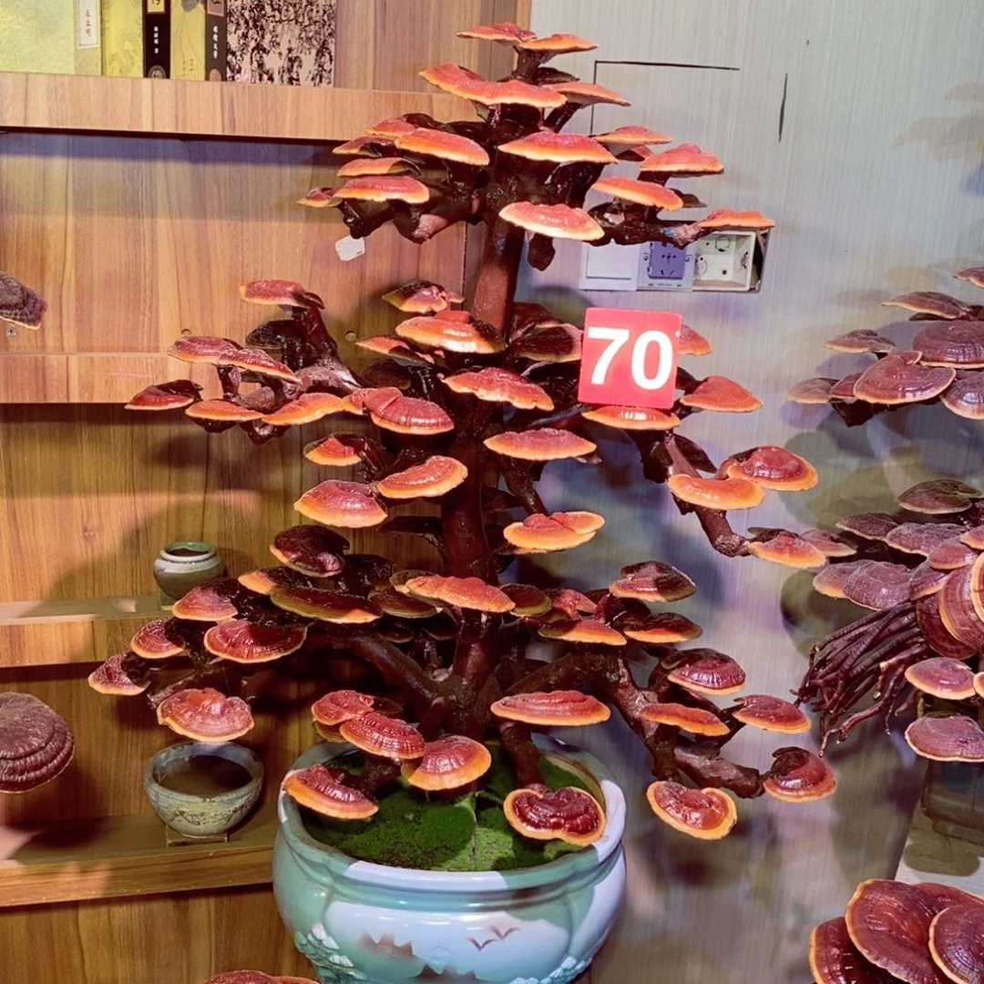 陈***钱无花朵发财树发财树发财树