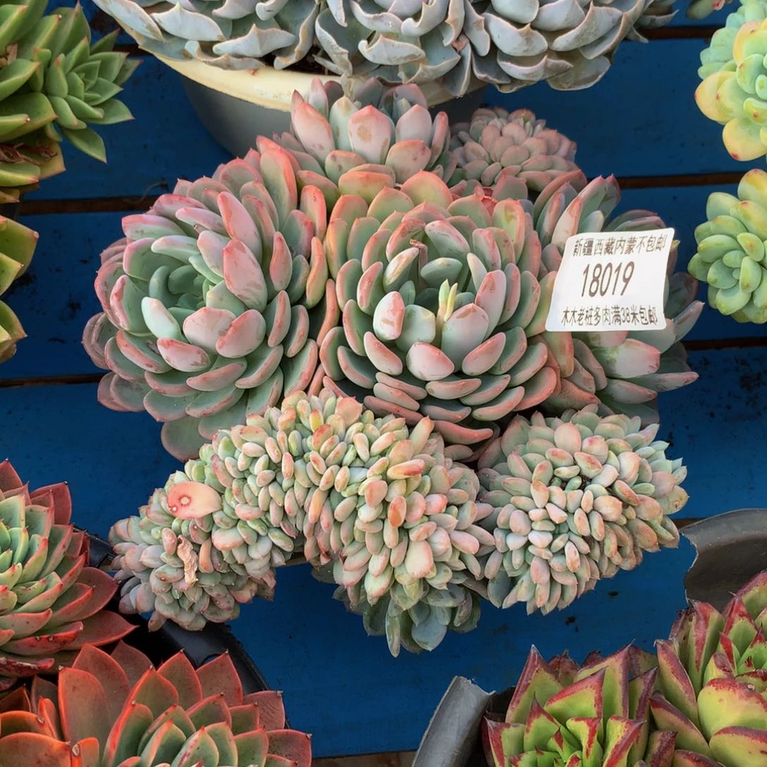 慕*   玛瑙缀18019