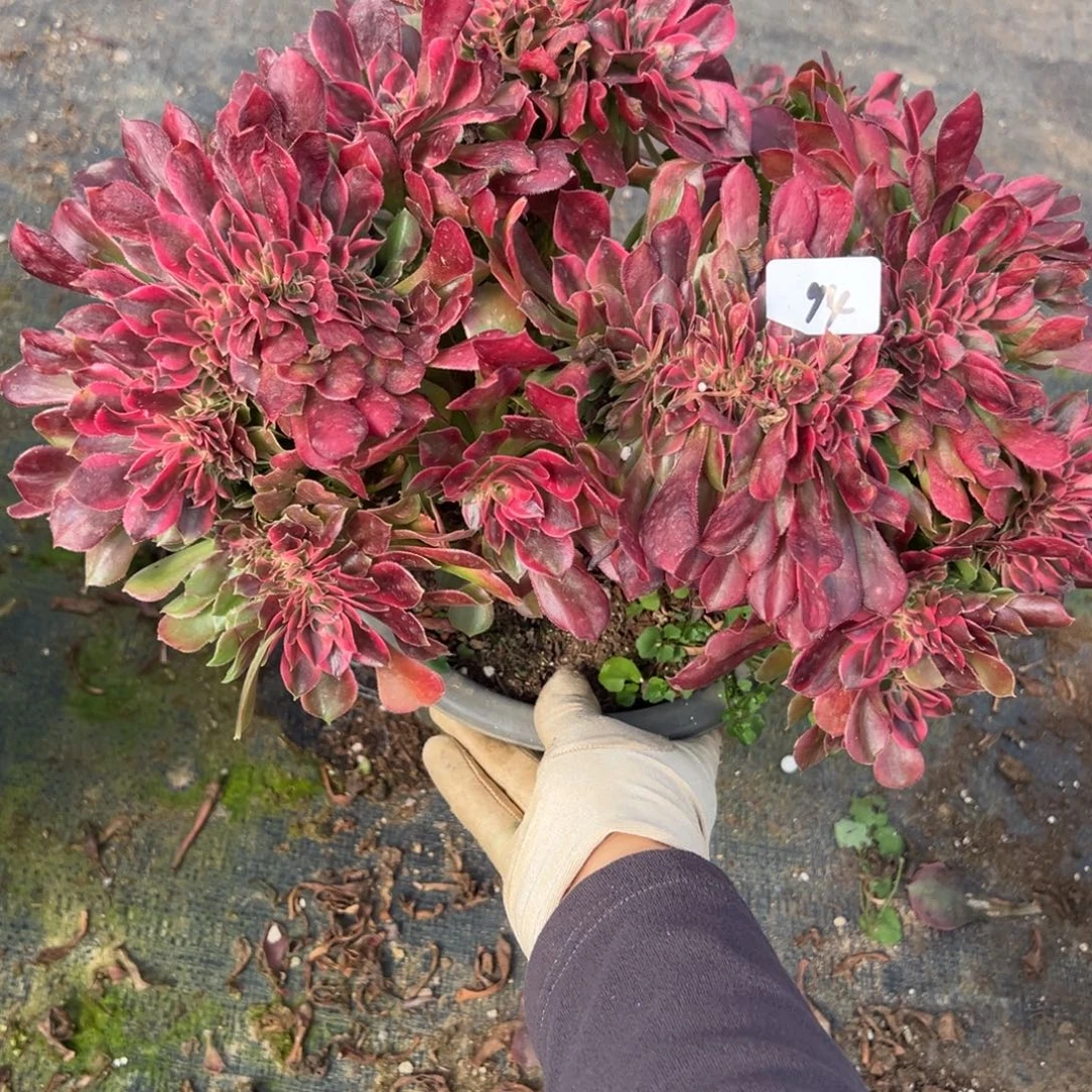 94香妃缀多肉椅子