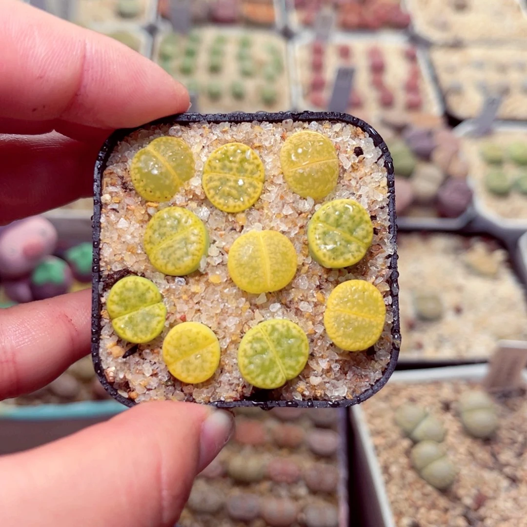 171号带盆包邮发货