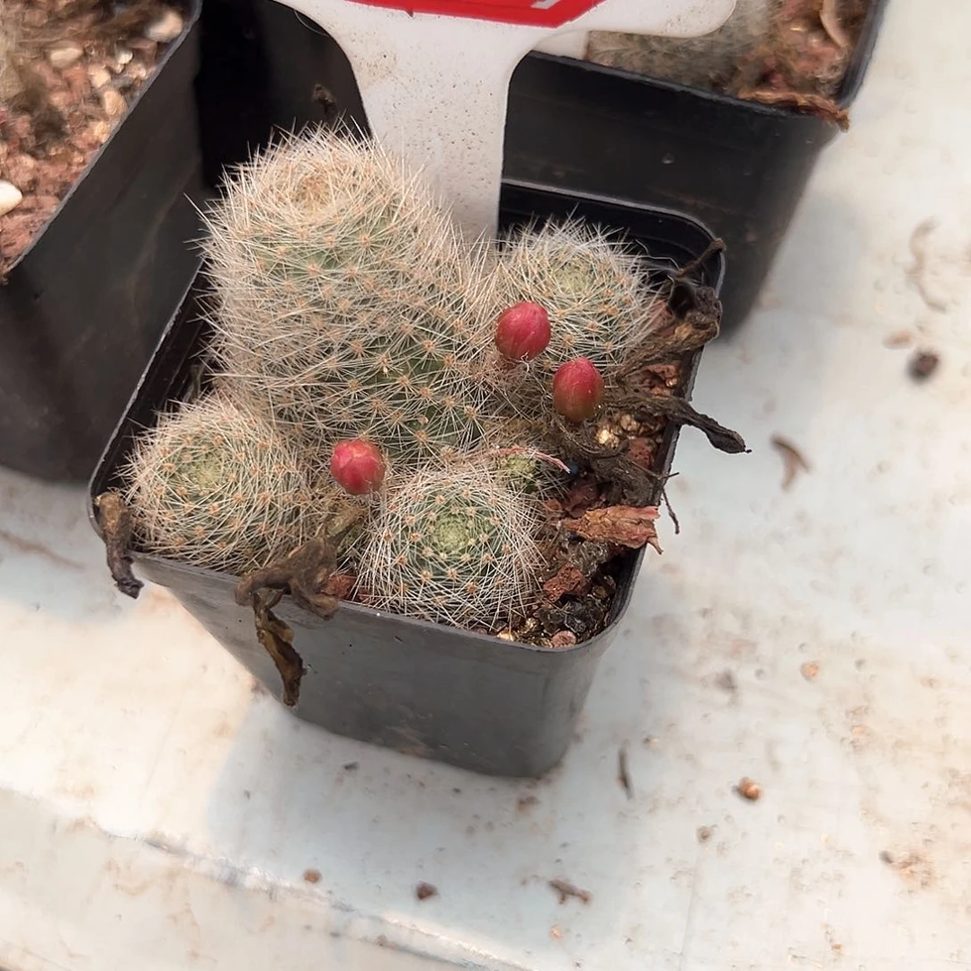 ?****?8往事多肉园仙人球