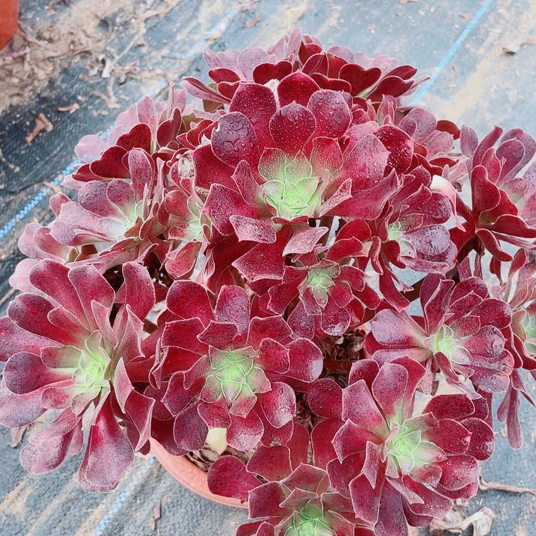 精品红玫瑰月颗25